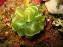 Corail bulle - Plerpgyra sinusoa